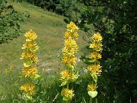 Gentiana lutea 21, Saxifraga-Jan van der Straaten