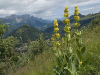 Gentiana lutea 32, Saxifraga-Willem van Kruijsbergen