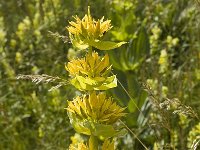 Gentiana lutea 4, Saxifraga-Jan van der Straaten