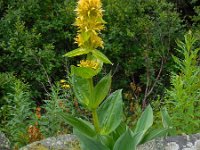 Gentiana lutea 40, Saxifraga-Ed Stikvoort