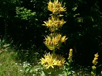 Gentiana lutea 42, Saxifraga-Dirk Hilbers