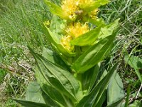 Gentiana lutea 44, Saxifraga-Rutger Barendse