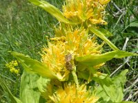 Gentiana lutea 45, Saxifraga-Rutger Barendse