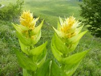 Gentiana lutea 46, Saxifraga-Rutger Barendse