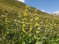 Gentiana lutea 47, Saxifraga-Harry Jans