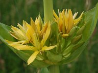 Gentiana lutea 48, Saxifraga-Harry Jans