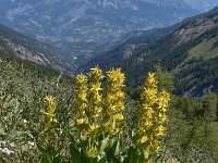 Gentiana lutea 49, Saxifraga-Harry Jans