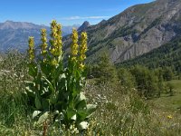 Gentiana lutea 50, Saxifraga-Harry Jans