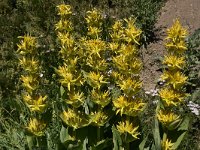 Gentiana lutea 51, Saxifraga-Harry Jans