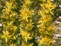 Gentiana lutea 52, Saxifraga-Harry Jans