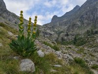 Gentiana lutea 56, Saxifraga-Harry Jans