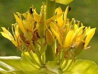 Gentiana lutea 61, Saxifraga-Tom Heijnen