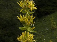 Gentiana lutea 9, Saxifraga-Willem van Kruijsbergen