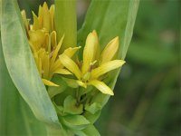 Gentiana lutea ssp symphyandra 29, Saxifraga-Jasenka Topic