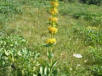 Gentiana lutea ssp symphyandra 30, Saxifraga-Jasenka Topic