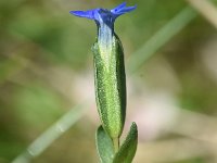 Gentiana nivalis 13, Saxifraga-Sonja Bouwman  Sneeuwgentiaan - Gentiana nivalis - Gentianaceae familie