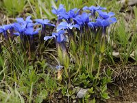 Gentiana nivalis 20, Saxifraga-Luuk Vermeer