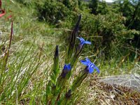 Gentiana nivalis 27, Saxifraga-Hans Grotenhuis