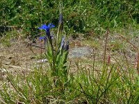 Gentiana nivalis 28, Saxifraga-Hans Grotenhuis