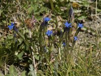 Gentiana nivalis 3, Saxifraga-Willem van Kruijsbergen