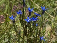 Gentiana nivalis 4, Saxifraga-Willem van Kruijsbergen