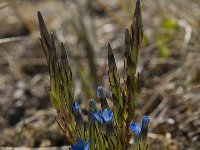 Gentiana nivalis 7, Saxifraga-Jan van der Straaten