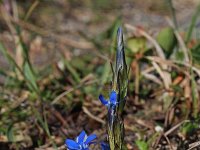 Gentiana nivalis 8, Saxifraga-Jeroen Willemsen