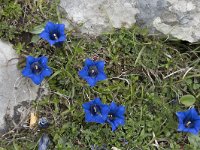 Gentiana occidentalis 13, Saxifraga-Willem van Kruijsbergen