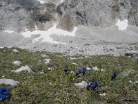 Gentiana occidentalis 3, Saxifraga-Willem van Kruijsbergen