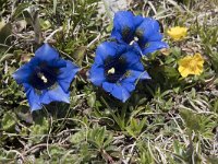 Gentiana occidentalis 6, Saxifraga-Willem van Kruijsbergen