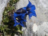 Gentiana occidentalis 7, Saxifraga-Willem van Kruijsbergen