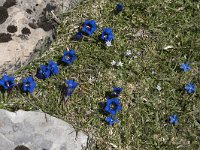 Gentiana occidentalis 8, Saxifraga-Willem van Kruijsbergen