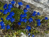 Gentiana orbicularis 18, Saxifraga-Willem van Kruijsbergen