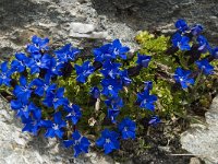 Gentiana orbicularis 25, Saxifraga-Willem van Kruijsbergen