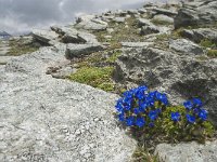 Gentiana orbicularis 26, Saxifraga-Willem van Kruijsbergen