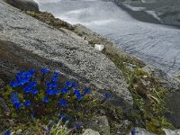 Gentiana orbicularis 28, Saxifraga-Willem van Kruijsbergen