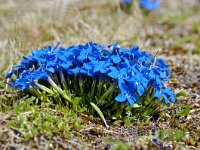 Gentiana orbicularis 35, Saxifraga-Luuk Vermeer