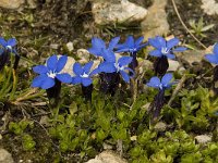 Gentiana orbicularis 5, Saxifraga-Willem van Kruijsbergen