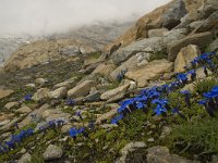 Gentiana orbicularis 7, Saxifraga-Willem van Kruijsbergen