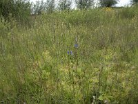 Gentiana pneumonanthe 101, Klokjesgentiaan, Saxifraga-Willem van Kruijsbergen