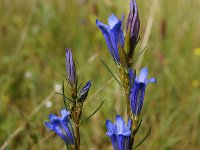 Gentiana pneumonanthe 106, Klokjesgentiaan, Saxifraga-Sonja Bouwman