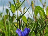 Gentiana pneumonanthe 13, Klokjesgentiaan, Saxifraga-Hans Dekker