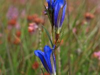 Gentiana pneumonanthe 14, Klokjesgentiaan, Saxifraga-Hans Dekker