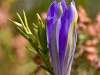 Klokjesgentiaan : Gentiana pneumonanthe