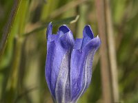 Gentiana pneumonanthe 17, Klokjesgentiaan, Saxifraga-Jan van der Straaten