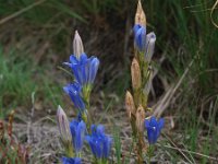 Gentiana pneumonanthe 18, Klokjesgentiaan, Saxifraga-Hans Dekker