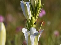 Gentiana pneumonanthe 20, Klokjesgentiaan, Saxifraga-Luuk Vermeer