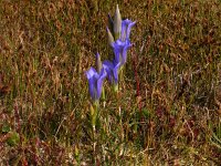 Gentiana pneumonanthe 21, Klokjesgentiaan, Saxifraga-Peter Meininger