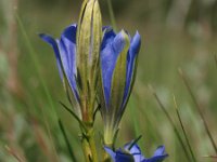 Gentiana pneumonanthe 25, Klokjesgentiaan, Saxifraga-Hans Dekker