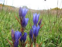 Gentiana pneumonanthe 28, Klokjesgentiaan, Saxifraga-Jasenka Topic